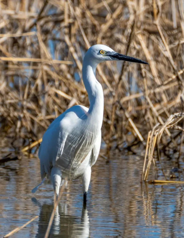 Description of image